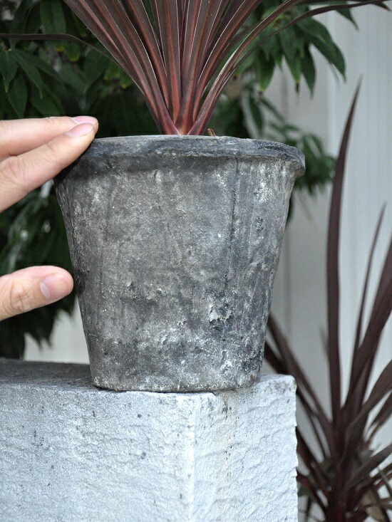 コルディリネ 朱塗妙手 墨染め モスポット トール ラウンド形体 センネンボク コルディリーネ コミュニストドラセナ コルジリネ 色彩リーフ パープルタワー アカドラセナ リュウゼツラン Cordyline Mosspot ドラセナ バルコニスト Nobhillmusic Com