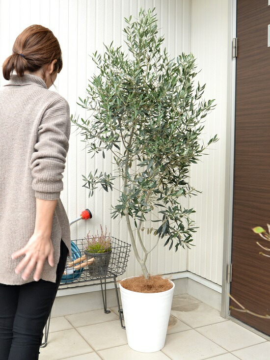 オリーブ 10号 白色 橄欖 かんらん オリーブ苗 植木 ホワイト 鉢植え 苗 オリーブの木 尺鉢 観葉植物 大型 苗木 ヤシ繊維 プラ鉢 ココヤシファイバー セラーアート鉢 尺 オリーブの樹 白 オリーブ 10号 白色 橄欖 かんらん オリーブ苗 植木 ホワイト 鉢植え 苗 オリーブの木 尺鉢 観葉植物 大型 苗木 ヤシ繊維 プラ鉢 ココヤシファイバー セラーアート鉢 尺 オリーブの樹 白
