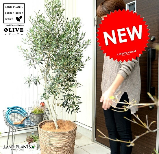 オリーブの木　10号　白色鉢植え　エルグレコ　H140 オリーブの木 10号 白色鉢植え エルグレコ H140 オリーブの木 10