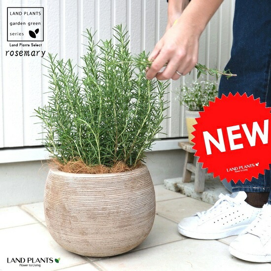 ローズマリー ぽってり好いたらしい テラコッタ ラウンド型 （横縞） 立性 鉢植え 苗 若木 さくら色マリ 薬草 ハーヴ 素焼 瀬戸もの 茶 こげ茶 赤銅色 ベージュ ココ椰子衣料繊維