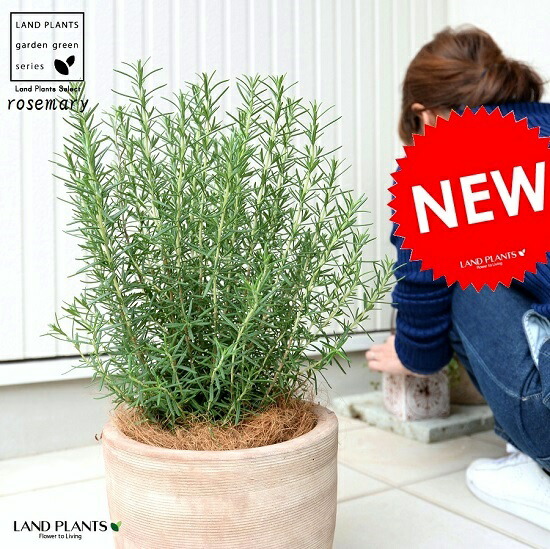 ローズマリー鉢植え ひな形の好いたらしい テラコッタ鉢 立性 苗 若木 さくら色マリ 素焼 瀬戸もの 赤銅色 茶 赤銅色 ベージュ 砂色