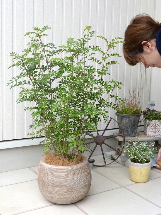 シマトネリコ 株立ち ぽってり可愛い テラコッタ ラウンド型 横縞 鉢植え 素焼 陶器鉢 茶色 茶 ベージュ 苗 苗木 植木 Napierprison Com シマトネリコ 株立ち ぽってり可愛い テラコッタ ラウンド型 横縞 鉢植え 素焼 陶器鉢 茶色 茶 ベージュ 苗 苗木 植木 Napierprison Com