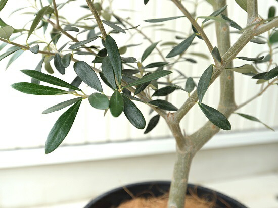 オリーブ 8号 黒色 プラスチック 観葉植物 オリーブの木 鉢植え ブラック 鉢 大型 黒 ココヤシファイバー セラアート鉢 苗木 苗 オリーブ 8号 黒色 プラスチック 観葉植物 オリーブの木 鉢植え ブラック 鉢 大型 黒 ココヤシファイバー セラアート鉢 苗木 苗