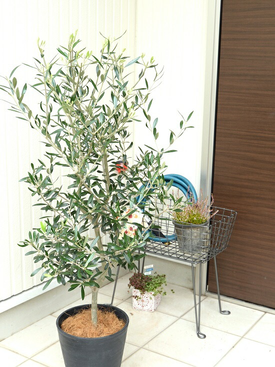 オリーブ 8号 黒色 プラスチック 観葉植物 オリーブの木 鉢植え ブラック 鉢 大型 黒 ココヤシファイバー セラアート鉢 苗木 苗 オリーブ 8号 黒色 プラスチック 観葉植物 オリーブの木 鉢植え ブラック 鉢 大型 黒 ココヤシファイバー セラアート鉢 苗木 苗