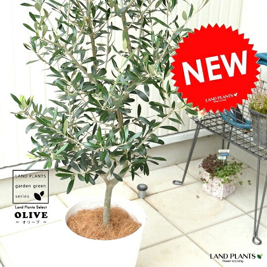 楽天市場 オリーブ アルベキーナ オリーブ ギフト観葉植物 オリーブの木 シンボルツリー ギフト 鉢植え 誕生日 開店 引越 祝い 引越祝い 新築祝い インテリア 大きいサイズ スペイン産 送料無料 リーベン ヨーロッパの暮らし