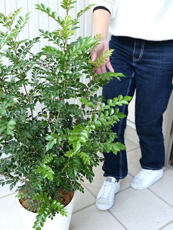 シマトネリコ 8号数 白いこと セラアート 碗植え 根っ子立ち トネリコ 苗 苗木 鉢 白 純白 プラスチック 大型 金銭 ココヤシファイバー 観葉植物 Doorswindowsstairs Co Uk