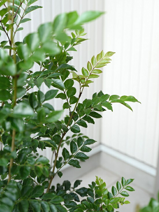 シマトネリコ 8号数 白いこと セラアート 碗植え 根っ子立ち トネリコ 苗 苗木 鉢 白 純白 プラスチック 大型 金銭 ココヤシファイバー 観葉植物 Doorswindowsstairs Co Uk