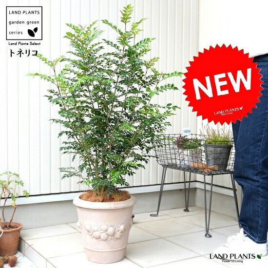 シマトネリコ 木の実柄 高級 テラコッタ 鉢植え 株立ち トネリコ 素焼 陶器鉢 鉢 茶色 茶 こげ茶 ベージュ 苗 苗木 大型 8号 メコン 観葉植物 Educaps Com Br