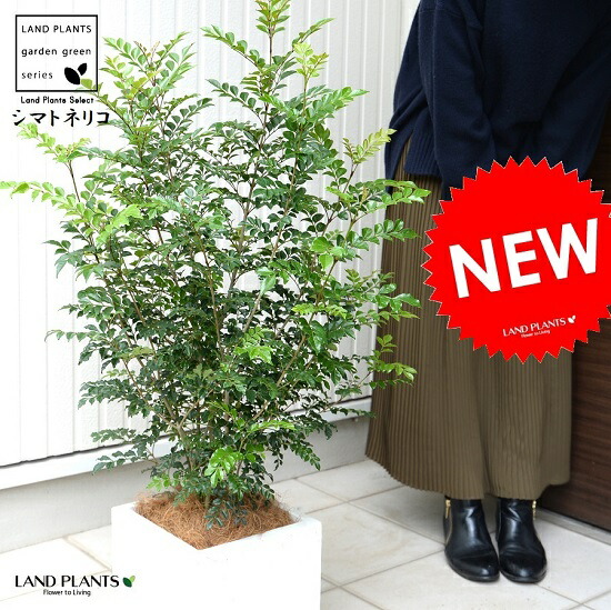シマ秦皮 （白いこと） 衣料繊維 正六面体 ポット 鉢植え 軽さ 株立ち 秦皮 FIBER CLAY（衣料繊維粘土） 鉢 灰 白 白いこと 四角四面 真四角 真四角 苗 若木 大型 衣料繊維 観葉草木
