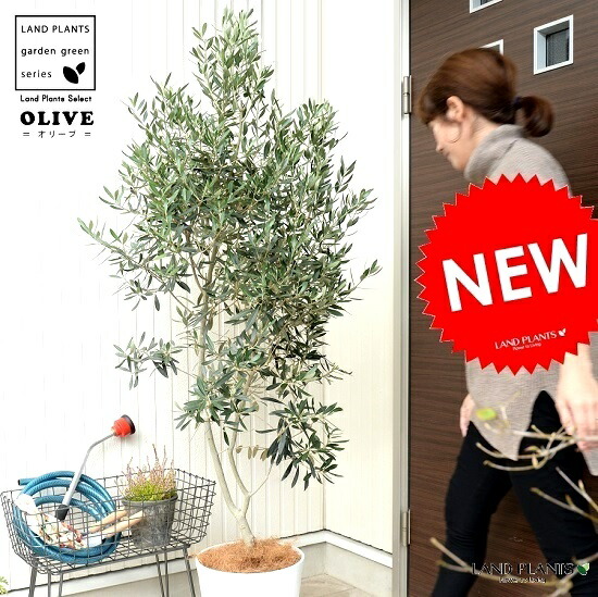 楽天市場 オリーブ 10号 白色 セラーアート鉢 ココファイバー 育て方 大型 尺 尺鉢 鉢植え 苗 苗木 オリーブ苗 オリーブの木 オリーブの樹 観葉植物 植木 ココヤシファイバー ヤシ繊維 橄欖 かんらん ホワイト 白 プラ鉢 Land Plants 楽天市場店