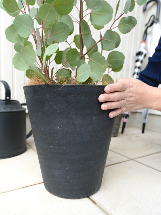 ユーカリ ポポラス 黒色 ポリアンセモス ユーカリプタス シラカネユーカリ セラアート 鉢植え 鉢 丸 観葉植物 大型 ユーカリの木 苗木 ハートの葉 苗 ブラック 黒 フトモモ 8号