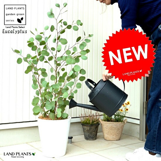 ユーカリ ポポラス 白色 8号 セラアート 鉢植え 大型 ポリアンセモス ユーカリの木 ユーカリプタス フトモモ 鉢 苗 苗木 白 ホワイト 丸 ハートの葉 観葉植物 シラカネユーカリ 人気no 1