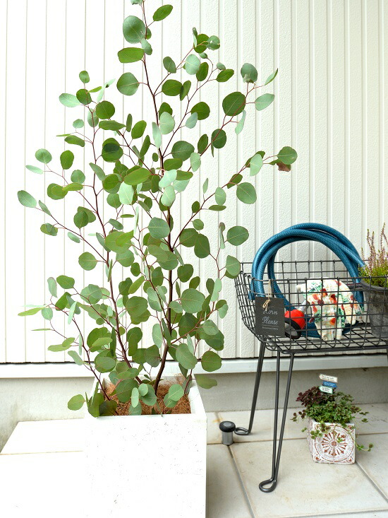 ユーカリ ポポラス 白色 Fiber ファイバークレイ 苗木 正方形 灰 ファイバー ホワイト スクエア 白 ユーカリプタス Clay シラカネ キューブ 苗 鉢 鉢植え 大型 ポリアンセモス 四角 観葉植物 ポット ハートの葉