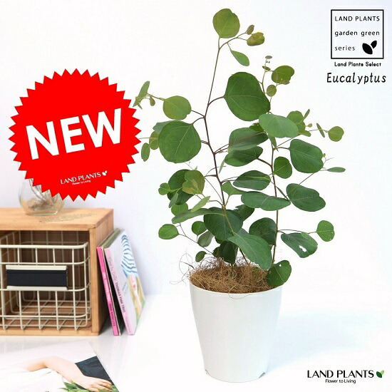 楽天市場】ユーカリ 2品種セット （ ポポラス ＆ グニー ） 10.5cm