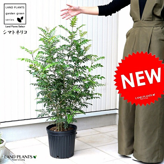 シマトネリコ 苗木 （株立ち）7号 プラスチック ポット苗 1鉢 H90cm程度 Fraxinus griffithii｜LAND PLANTS 店