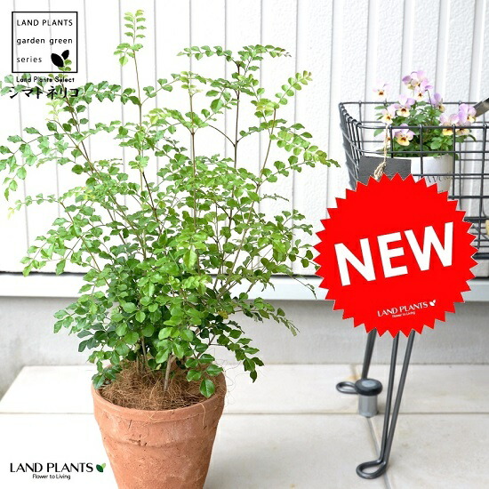 楽天市場 シマトネリコ 茶色 モスポット トール ラウンド型 トネリコ 苗木 苗 島トネリコ タイワンシオジ テラコッタ 素焼 陶器 ブラウン オレンジ 茶観葉植物 観葉 庭木 植木 送料無料 Land Plants 楽天市場店