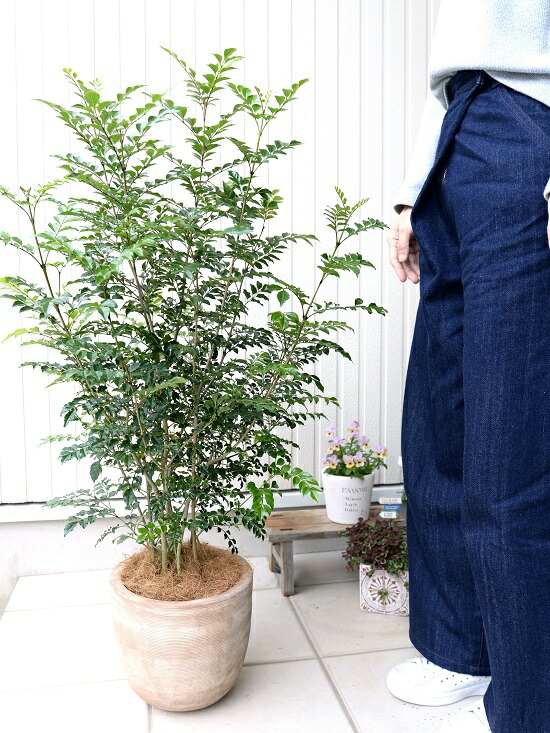 シマトネリコ デザインの良い テラコッタ 鉢植え （横縞） 株立ち 素焼 陶器鉢 鉢 茶色 茶 こげ茶 ベージュ 苗 苗木 大型 8号 観葉植物｜LAND PLANTS 店