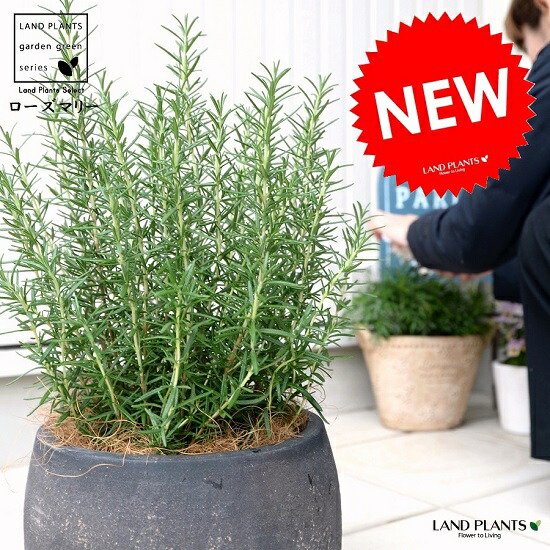 楽天市場】ローズマリー （大型） 8号 白色 セラアート鉢 ハーブ