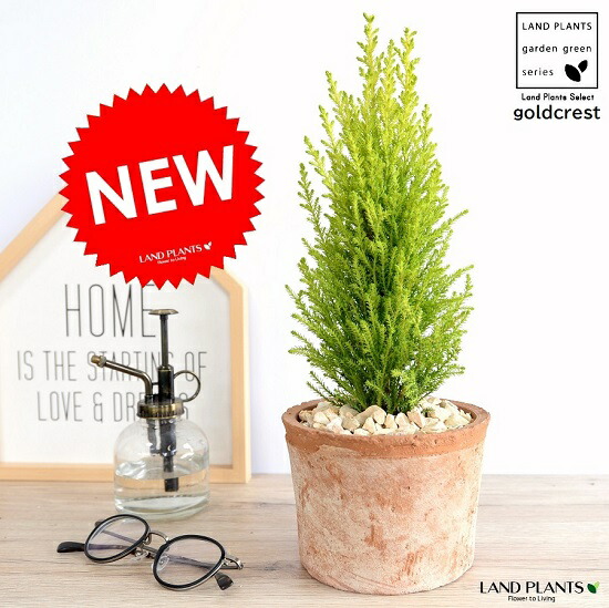 楽天市場】ゴールドクレスト（コニファー） 茶色 モスポット