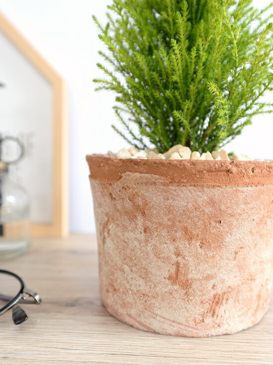 ゴールドクレスト 茶色 モスポット シリンダー 陶器鉢 クレスト 鉢植え 鉢 苗木 苗 陶器 テラコッタ 丸形 丸 ブラック 茶 オレンジ ブラウン 苔 コケ 観葉植物 バルコニスト Educaps Com Br