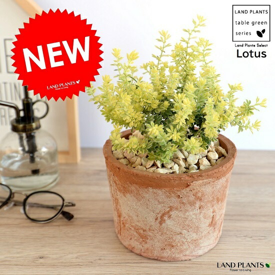 もふもふ⭐️⭐️⭐️ロータス　プリムストーン　抜き苗 ⭐️⭐️⭐️ ロータス 『ブリムストーン』 | すべての商品 | | Junk sweet Garden