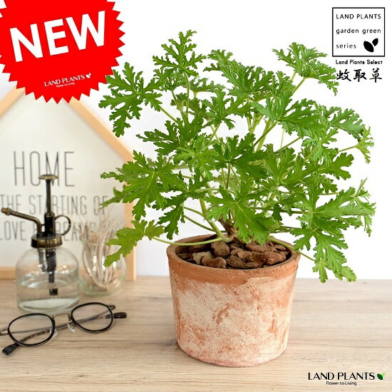 楽天市場 虫よけの木 カトリソウ 蚊取草 モスポット シリンダー型 茶色 テラコッタ 鉢植え 鉢 なえ 苗 苗木 オレンジ 茶 ブラウン 丸 ラウンド 観葉植物 送料無料 虫よけシールの香り 虫よけスプレーの香り Land Plants 楽天市場店