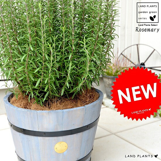 ローズマリー(大型) ウッドバレル プランター (灰色) 立性 鉢植え 苗 苗木 ローズマリ ハーブ ハーヴ 木製プランター 灰 グレー ココヤシファイバー 観葉植物 送料無料
