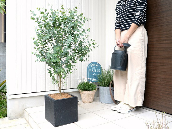 ユーカリ グニー 黒色 ファイバー キューブ ポット 鉢植え 大型 ポリアンセモス ユーカリの木 ユーカリプタス フトモモ 鉢 灰 黒 ブラック 正方形 四角 スクエア ハートの葉 観葉植物 送料無料 小丸葉ユーカリ 軽量 Schwimmbad Delphine De