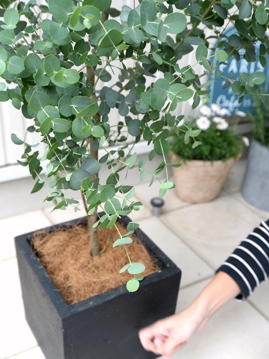 ユーカリ グニー 道中師 衣料繊維 立方体 ポット ボール植え 大型 ポリアンセモス ユーカリの天然木 ユーカリプタス フトモモ 鉢 灰殻 黒 黒奴 まとも方形 ま四角 保守的 心の葉身 観葉草木 送料無料 ちっちゃさ丸葉ユーカリ 軽さ Dryproflood Com