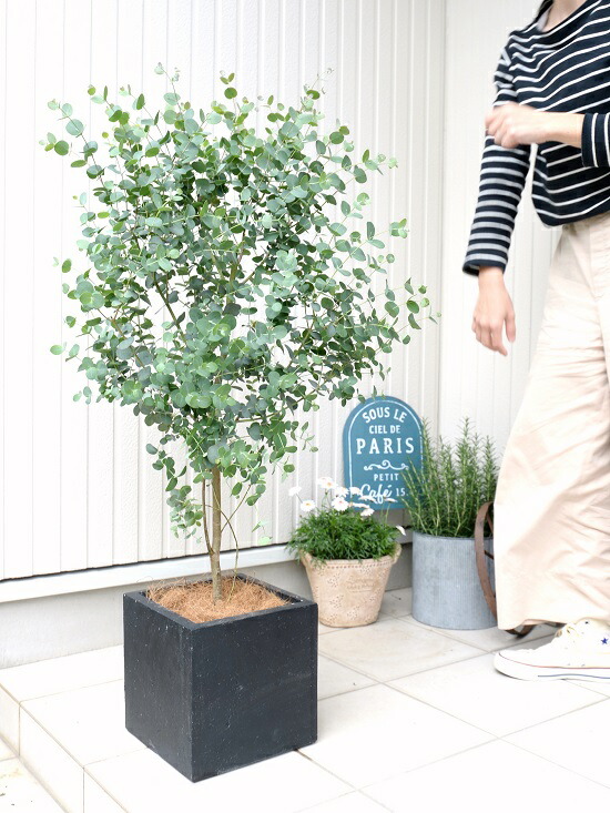 ユーカリ グニー 黒色 ファイバー キューブ ポット 鉢植え 大型 ポリアンセモス ユーカリの木 ユーカリプタス フトモモ 鉢 灰 黒 ブラック 正方形 四角 スクエア ハートの葉 観葉植物 送料無料 小丸葉ユーカリ 軽量 Schwimmbad Delphine De