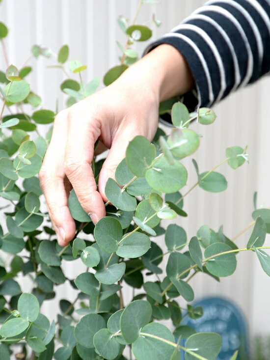 ユーカリ グニー 立案のうららテラコッタの 大型 ユーカリの成木 ユーカリプタス フトモモ 野晒し植え 鉢 茶 茶色 ベージュ 砂色 観葉草木 送料無料 小丸葉ユーカリ Digitalland Com Br