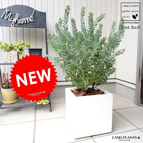 楽天市場】アカシア（ブルーブッシュ） 白色 キューブ型 陶器鉢 低木