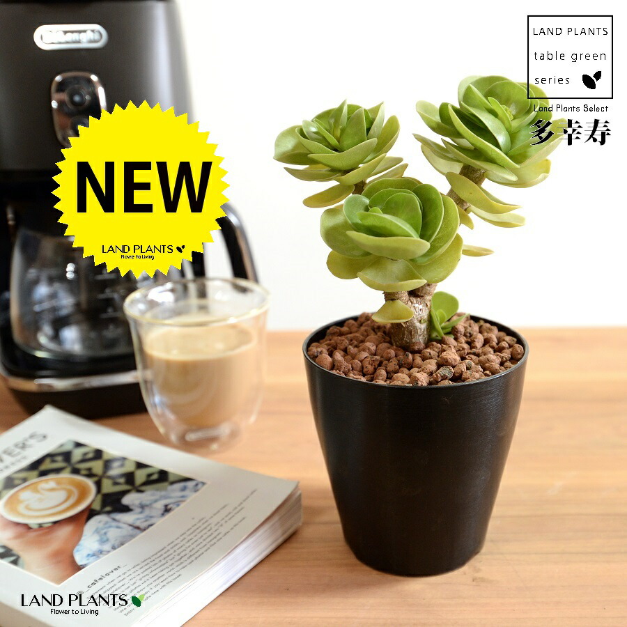 楽天市場】【お試し】 多肉植物 モロキネンシス(多幸寿) 4号 楽天市場】【お試し】 多肉植物 モロキネンシス(多幸寿) 4号