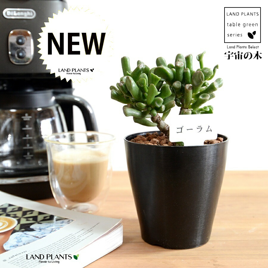 金のなる木　ゴーラム　抜き苗 多肉植物 ゴーラム 金のなる木(クラッスラ) 抜き苗 - メルカリ