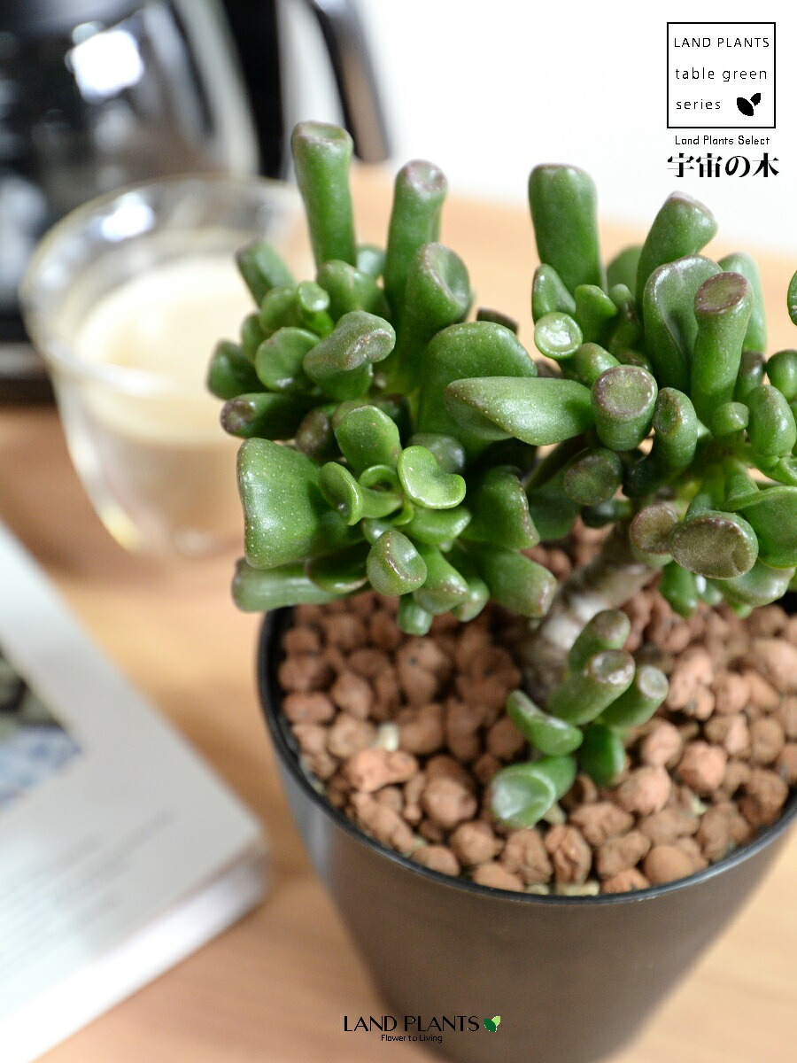 楽天市場】【お試し】 カネノナルキ（ゴーラム：宇宙の木） 4号 黒色