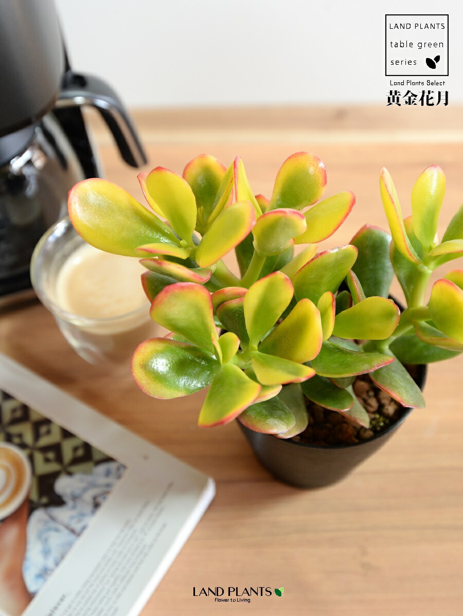 【楽天市場】【お試し】 カネノナルキ（黄金花月） 4号 黒色 プラスチック鉢 【ハイドロ】金のなる木 花月 多肉植物 多肉質 多肉 オウゴン