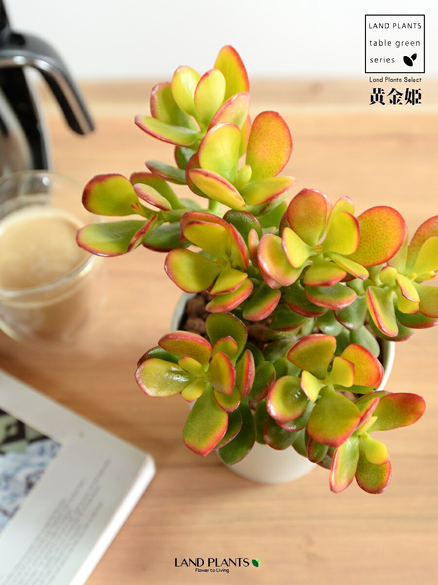 【楽天市場】【お試し】 カネノナルキ（黄金姫） 4号 白色 プラスチック鉢 【ハイドロ】金のなる木 花月 多肉植物 多肉質 多肉 オウゴンヒメ