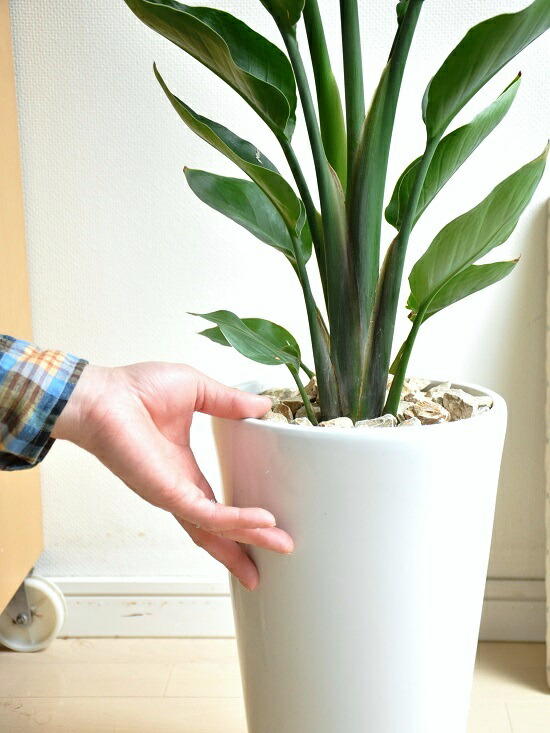 オーガスタ ニコライ 白み 金銭パタン 花車陶物碗 ストレチアニコライ 生きた加湿入れ物 エアピュア 上界の明い鳥類 敬老の昼 中枢消化 観葉植物 Nobhillmusic Com