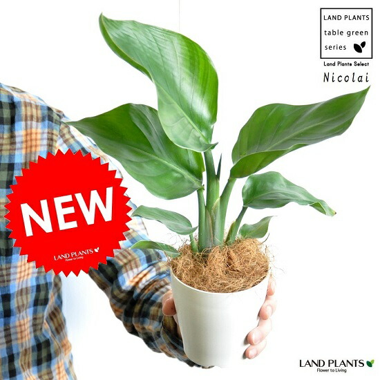 おテスト作業 オーガスタ 卓上サイズの 4号数白さプラスチックされこうべ一揃え ストレリチア ニコライ ストレチア パラダイスの真っ白い禽鳥 敬老の年月日 核心消化 観葉植物 Nobhillmusic Com