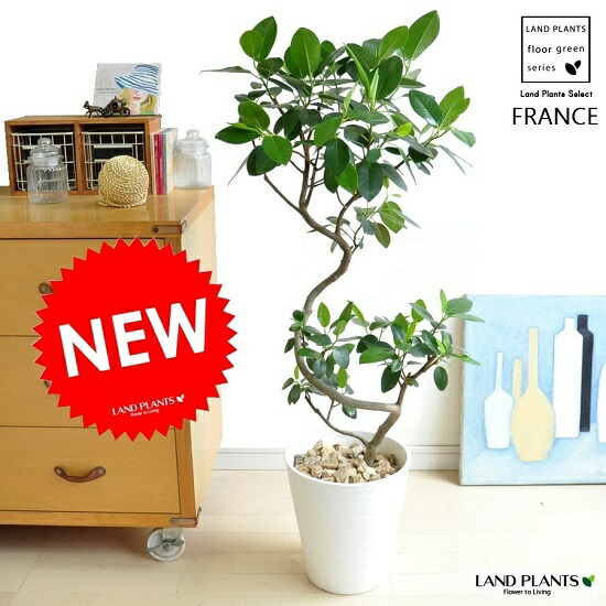 楽天市場】フランスゴム 10号(フィカス・ルビギノーサ) 10号 観葉植物