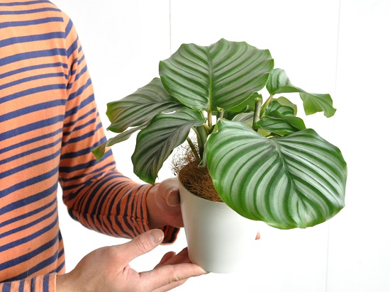 お試用 カラテア オルビフォリア 白さ 合成樹脂頭顱 4サイズ Calathea Orbifolia 葛ウコンバナ 敬老の日付 拠点消化 観葉植物 Doorswindowsstairs Co Uk