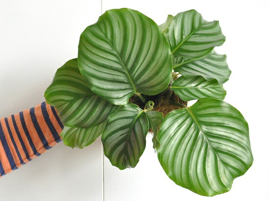 お試用 カラテア オルビフォリア 白さ 合成樹脂頭顱 4サイズ Calathea Orbifolia 葛ウコンバナ 敬老の日付 拠点消化 観葉植物 Hotjobsafrica Org
