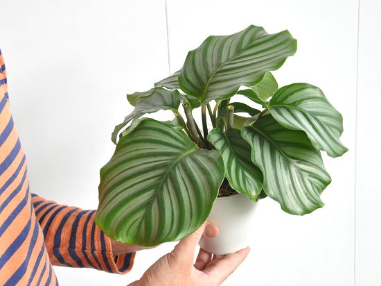 お試用 カラテア オルビフォリア 白さ 合成樹脂頭顱 4サイズ Calathea Orbifolia 葛ウコンバナ 敬老の日付 拠点消化 観葉植物 Hotjobsafrica Org