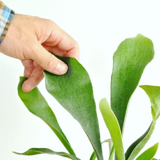 コウモリラン ボリュームたっぷり 卓上サイズ 号白色鉢カバーセット ビカクシダ 水苔 コウモリ蘭 蘭 敬老の日 ポイント消化 観葉植物 Educaps Com Br