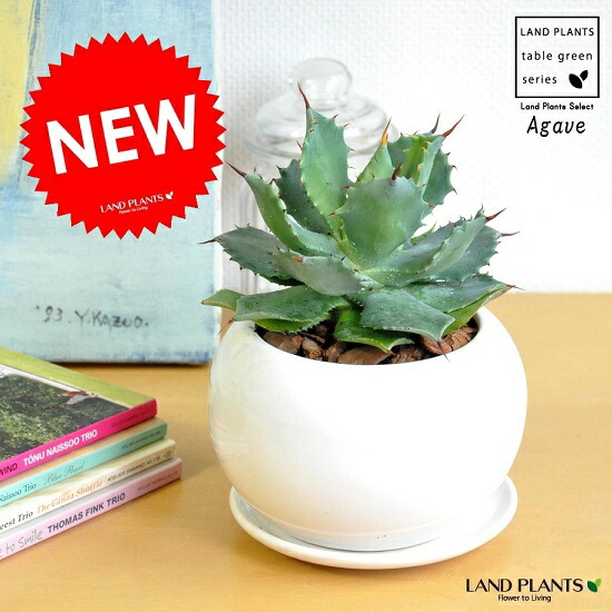 楽天市場】【現品】アガベ 吉祥天 10号鉢植え 直径約30cm【産直