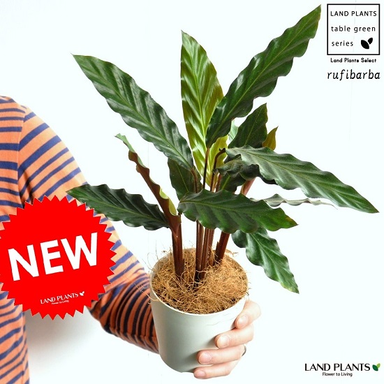 楽天市場 お試し カラテア ルフィバルバ 白色 プラスチック鉢 4号 カラテアルフィバルバ Calathea Rufibarba クズウコン 敬老の日 ポイント消化 観葉植物 Land Plants 楽天市場店