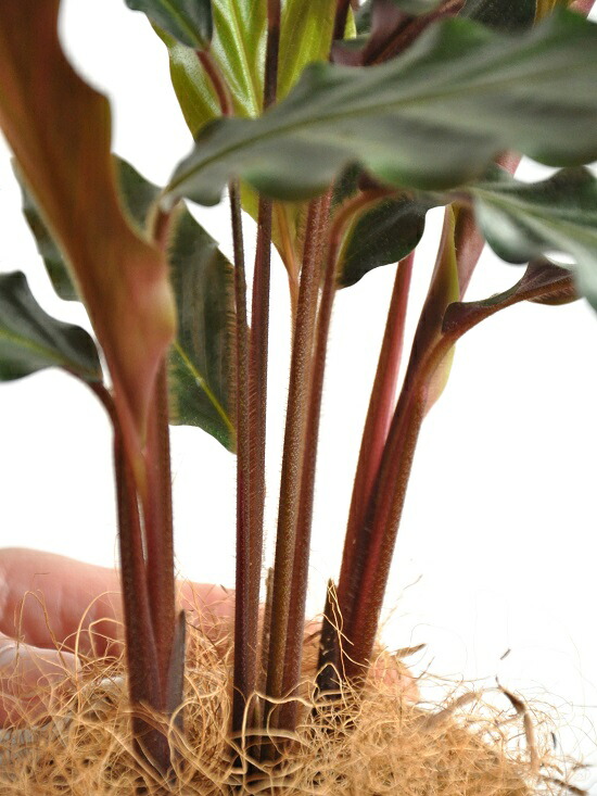 お小手調べ カラテア ルフィバルバ 純白 可塑物頭骨 4ナンバー カラテアルフィバルバ Calathea Rufibarba クズウコン 敬老の月日 所消化 観葉植物 Hotjobsafrica Org