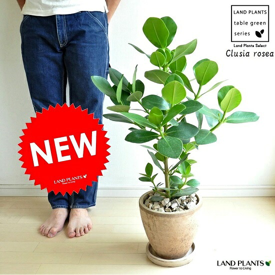 NEW!! クルシア ロゼア 赤銅色エッグ瀬戸もの鉢に植えた Clusia rosea・赤銅色ポット 苗・若木・鉢植え・オトギリソウ 敬老の日・尖んがり消化・観葉草木・貨物輸送無料