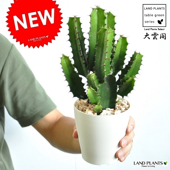 楽天市場】【お試し】 サボテン（墨烏帽子：スミエボシ） 2F 頭あり