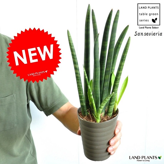 楽天市場 一部地域送料無料 サンセベリア スタッキー 4号 12cm 観葉植物 寄せ植え サンスベリア 植木鉢とテラコッタの専門店 鉢人